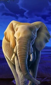 African Elephant